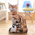 LREA New 50CM  cojines Plush Toy Cute Expression Simulation Cat Pillow Bedroom Sofa Decorations Cushion