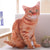 LREA New 50CM  cojines Plush Toy Cute Expression Simulation Cat Pillow Bedroom Sofa Decorations Cushion